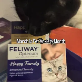 March is Pet Anxiety Month, and our household has recently been conducting a small scientific investigation.

After Missy’s toe disalignment episode in January she’s been a little more nervous than us