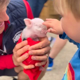 Cute encounters with this 1 Day old Piglet! 🐷💛☀️🌈 @pennywellfarm #pennywellfarm #piglet #cute #spring