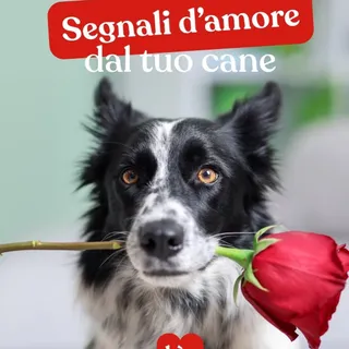 L’amore del cane non è fatto di parole. È fatto di gesti. Piccoli, quotidiani, che spesso diamo per scontati.

Ti segue ovunque (anche in bagno), ti porta i suoi giochi migliori, dorme addosso a te an