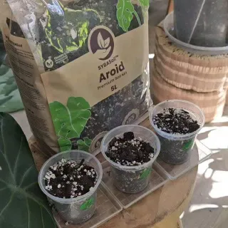 Happy monday💚

Look at the sybaseeds 😍 they have grown so much in less than 3 weeks! 

They are so cute 💚

I will move them outside in the spring sun when the are a little bigger 😍💚☀️

Thanks to @sybo