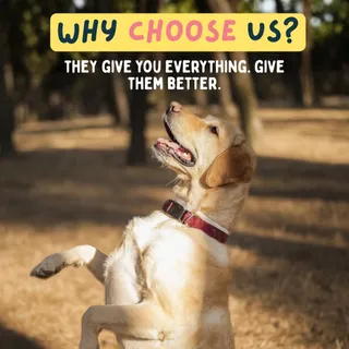 Why do so many pawrents switch to Wilsons?

🐾 Human-quality ingredients
🌿 Gently cooked to lock in nutrients
💩 Supports healthy digestion (and better poops)
✨ Shinier coats & fewer vet visits
🍽️ Fussy