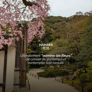L’art de regarder les fleurs 🌸

Il existe au Japon une tradition douce et précieuse : s’asseoir sous les cerisiers en fleurs, lever les yeux et ne rien faire d’autre que les contempler.

Les Japonais 