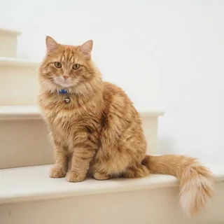 The “Crufts for Cats” Takeover 🐈✨

The dogs may be centre stage at Crufts this week, but we think it’s only fair that cats get their moment too. 

Because anyone who shares their home with a cat knows