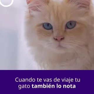 ¿Te vas de viaje y tu gato se queda en casa? ✈️🐱

Los cambios en la rutina pueden generar estrés en algunos gatos, incluso cuando todo parece estar tranquilo.

Crear un ambiente que transmita calma pu