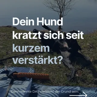 Anzeige | Allergien Hund 🐶
Leider beginnt nicht nur für uns Menschen sondern auch für viele Hunde nun die Allergiesaison. 
Ein riesiges Problem ist, dass Symptome beim Hund sehr viele Ursprünge haben 