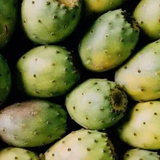 Powered by prickly pear cactus, long used in Mexican beauty for its deeply hydrating, skin strengthening properties, our body creams express one ingredient in three ways! 🌵

💚 Bosque Místico feels gre