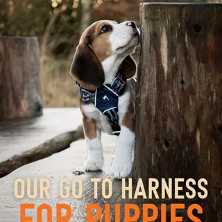 WHICH HARNESS DO WE SUGGEST FOR PUPPIES? 🐶 

Well that’s simple, our HORIZON HARNESS!

And why is that? Well our horizon harness is our harness with maximum adjustment all round 🙌🏻

With 5 adjustment 
