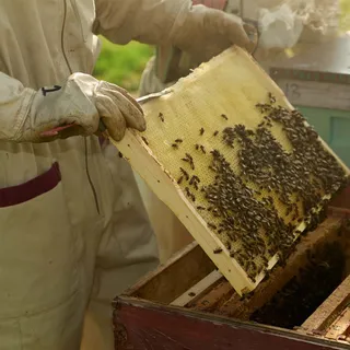 👏Today’s review from Francinia P. made our day. 👍Thank you, Francinia, for the review! 

⭐️⭐️⭐️⭐️⭐️
💬 “I ordered a 900g pot of buckwheat honey, some pollen grains and some bee's wax. The products were