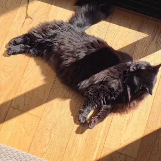 Day vs Night… same cat, completely different personality 🐈‍⬛☀️🌙