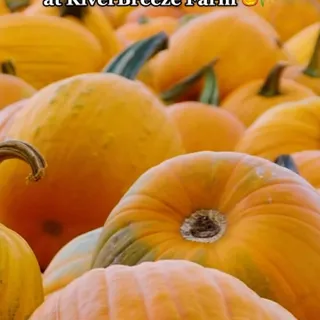 Opening Day is HERE for our Fall Festival! 🎃🤩 Join us for a day full of fun & all things Fall! 🥳 You’re not gonna want to miss it! See ya there!

🎟️ Get discounted tix at the link in our bio!