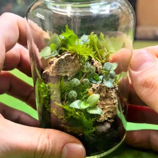 Spice jar 👉 tiny rainforest