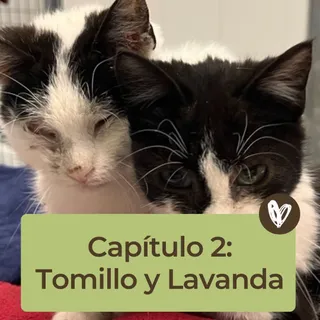 Hay historias que duelen… pero también emocionan.
Tomillo y Lavanda no solo son hermanos, son el uno para el otro. Tomillo es ciego, pero nunca está perdido porque tiene a Lavanda.

Hoy siguen esperan
