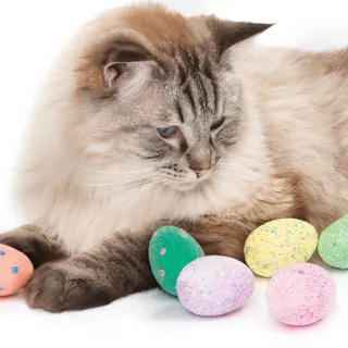 HAPPY EASTER! 🥚💜

We hope you and your pets are having an egg-excellent long weekend.
.
.
JOYEUSES PÂQUES! 🥚💜

Nous espérons que vos animaux de compagnie et vous passez un joy-œuf long week-end.
.
.
#