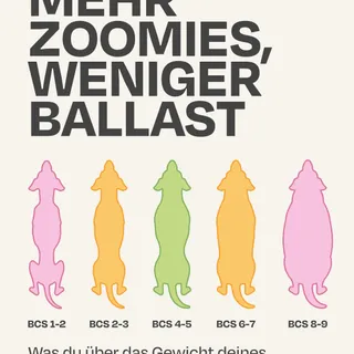 Mehr Sofa, weniger Bewegung, vielleicht ein Extra-Leckerli hier und da … 🐾
Und irgendwann merkt man: Da ist ein kleines bisschen mehr (oder weniger) auf den Hunderippen. 🐶
Passiert vielen – wichtig is