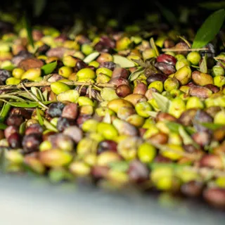 🫒 Warum schmecken manche Oliven intensiver als andere?

Das Geheimnis liegt in Zeit und Verarbeitung.
Unsere Oliven fermentieren lange in Salzlake. 
Dadurch verlieren sie ihre natürliche Bitterkeit un