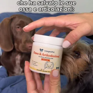 Link in bio per supportare le articolazioni del tuo pet 🧡🐾 

#ossaearticolazioni #integropet #integratorinaturali #cani #cane