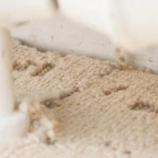 Why a little moth prevention now can save your wool carpet or favourite knitwear later on. If you wear wool, cashmere or silk, it’s worth thinking about moth protection before moths make their way int