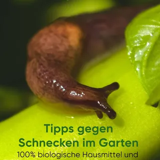 Schnecken im Garten? 🐌
Mit ein paar einfachen Tricks kannst du deine Pflanzen effektiv schützen – ganz ohne Chemie. Natürlich, nachhaltig und wirkungsvoll 🌱✨

#GartenTipps #Schneckenabwehr #BioGarten 
