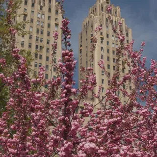 🌸 Feeling pretty in pink! 🌸 

Our Kanzan cherry trees are blooming all around the Park, showing off their vibrant, double-petaled pink flowers. 

Tap the link in our bio to access our FREE cherry tr