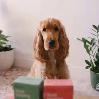 ¿Qué es eso, te preguntarás? 🪄 Nuestros toppings vitamínicos garantizan que nunca le des a tu perro el mismo bol todos los días.

Es una forma sencilla de mejorar la comida de tu perro, sin cambiar tu