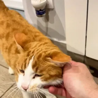Un mois sans lui et quand il est rentré… il n’était plus le même. 🐱💔 Le stress, l’agitation, les repères perdus… C’est là que j’ai compris à quel point les phéromones jouent un rôle essentiel dans le 