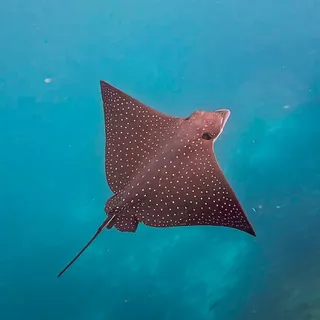 Ecuador is het land van de besneeuwde bergpieken, dichtbegroeide jungle, avontuurlijk activiteiten, culturele bergdorpen, wildlife en parelwitte stranden. Ecuador heeft het allemaal! 

Een rondreis do