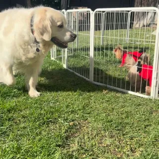 Gate Ready, Set, Go! 

Loving this gate from @fxw_us 
Such an easy set up. Check them out! 

#petsafety  #petgate #dogsofinstagram  #yorkiesofinstagram  #dog