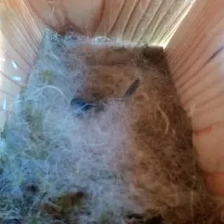 How deep is her nest 😂, no wonder I can't see how many eggs she's laid.