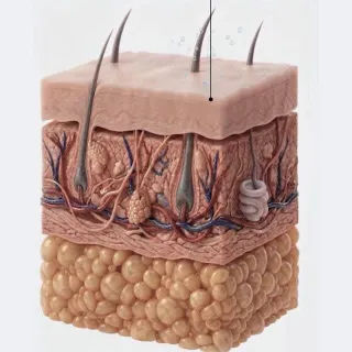 Skin Science | Episode 3

Transepidermal water loss (TEWL) is how much water escapes from your skin.
A healthy barrier slows this loss and keeps skin hydrated.
When the barrier is disrupted, water esc