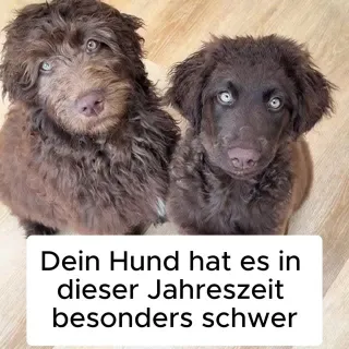 Hunde in ganz Deutschland lieben die Fellwunder-Bürste 🐶 #Hundeliebe #Pfotenmond #Hund