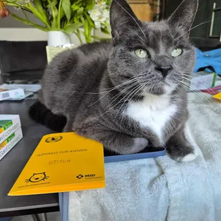 Impfpass: vorgelegt. ✅ 
Küchentheke: besetzt. ✅ 
Blick, der sagt „ich bin hier der Boss”: aktiviert. ✅

Unsere Katzienten sind grundsätzlich vorbereitet. Auf was genau, das wissen nur sie. 🐾😄

Welches