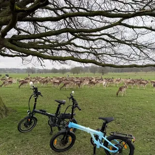 𝗢𝗵 𝗱𝗲𝗲𝗿, 𝗼𝗵 𝗱𝗲𝗲𝗿… 🦌🌸

Spring in Richmond Park 🇬🇧, and a curious herd gathered to check out the 𝗔𝗗𝗢 𝗔𝗶𝗿 𝟮𝟬 𝗣𝗿𝗼 and 𝗔𝗗𝗢 𝗔𝗶𝗿 𝟮𝟬 𝗨𝗹𝘁𝗿𝗮.

📸 by Tiago C.

-----
#RichmondPark #CrossYourCity #SpringRide  #cyc