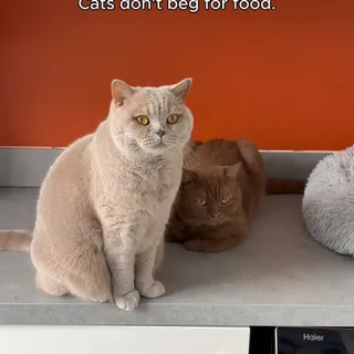 "Dinner, now. Or else..." - Your cat, probably

Plus side of switching to Scrumbles? No more sniffing and walking away from the bowl. 
But on the flip side, you'll be stared at even more than before. 