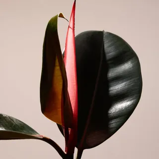 Living design.

#ficus #indoorplants