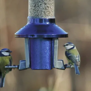 Remember to spend some time feeding the birds today 🐦🤍