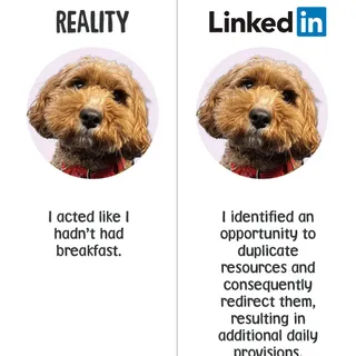 As well as all that, each of our floofs are skilled in non-verbal communication that fosters mutual understanding and long-term rapport ❤️ 10/10, would definitely hire again.

-

#scrumbles #linkedin 