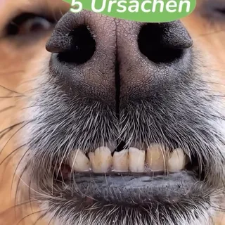 Schatz, wir müssen reden. 🐶💨

Hundeküsse sind schön, aber nicht immer… aromatisch. Dabei steckt hinter dem Mundgeruch eures Vierbeiners meistens mehr als nur der letzte Snack aus dem Mülleimer. 

Wir 