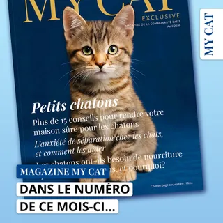 Chatons, chatons, chatons! 🐱

Préparez-vous pour une surdose de mignon, le numéro d’avril du magazine « My Cat » est ici!
Comme vous l’avez sûrement deviné, le numéro traite de l’adoption d’un nouveau