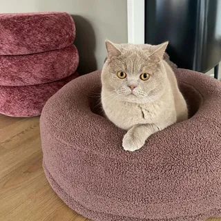 “Zo, dit is mijn plek!” 😻🩷
Een hele tijd terug hebben we deze prachtige mand van @petspride.nl gewonnen. Helaas, vanwege Frenkie’s plas probleem konden we hem niet veilig neerzetten. 
Nu eindelijk wor