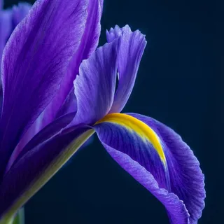 Moins de manières, plus de mystère. L’iris par définition. 

#nicheperfume