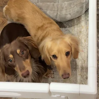 creating a little sanctuary for my boys ✨ we love our new playpen from @fxw_us it’s cute, functional, and gives my velcro dogs a safe space to work on their separation anxiety ~ all while fitting our 