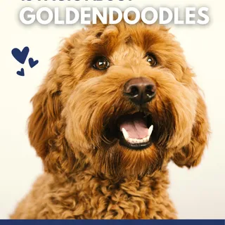15 facts, one amazing dog 🐶✨ ⁣
⁣
From their unique traits to the little things that make them who they are, there’s always more to discover. Read more at adaptil.co.uk/blogs/news 💙⁣
⁣
#ADAPTIL #DogFac