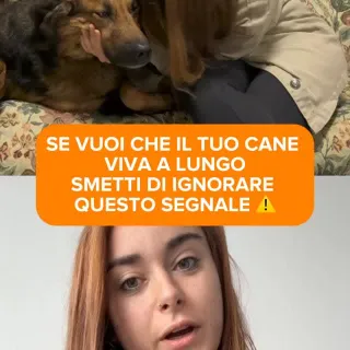 🤩 LINK IN BIO 🤩

Voglio che il mio cane viva il più a lungo possibile 🐶
E tutto parte da un organo che quasi nessuno considera: l’intestino.

Quando l’intestino non è in equilibrio, spesso i primi seg