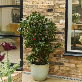 Soft petals, timeless elegance.

Camellias bring a quiet kind of luxury to any space, glossy evergreen leaves paired with perfectly sculpted blooms that feel almost too beautiful to be real.

A true c