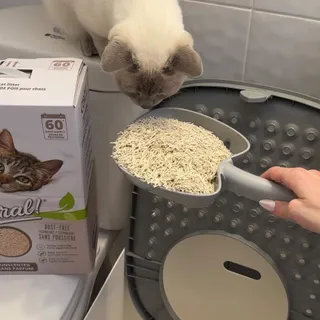 sparks dedicates himself fully to the upkeep of our home. the toilet. the sink. every surface receives his devoted attention.

the litter box does not.

we switched to Catit Go Natural! unscented litt