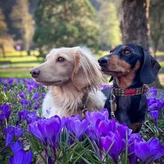 🌼 Flowers are blooming, and seasonal allergy is right behind them.

With Allergy Awareness Week just around the corner, we’re getting ahead of it.. because allergies don’t wait for anyone (or any pup!