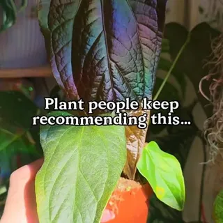 Trying something new with this anthurium today 🌿

My Anthurium Queen of Hearts was growing in soil before, but I decided to move her into pon (from @sybotanica — use code “LIVINGJUNGLEE” for a discoun