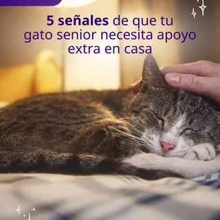 Aunque envejecer es una parte natural de la vida, también nos brinda una bonita oportunidad para cuidar y acompañar a nuestros gatos de nuevas maneras a medida que se hacen mayores 🐱✨

Acompáñanos a d