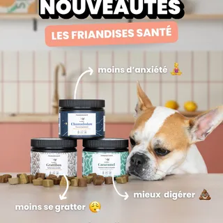NOUVEAUTÉ CHEZ DEXTER & MANGO 🍬

Nos chiens ont aussi droit à leurs petites douceurs quotidiennes 🐶

Découvrez dès maintenant nos friandises santé gourmandes qui font du bien de l’intérieur :

🤎 GRATT