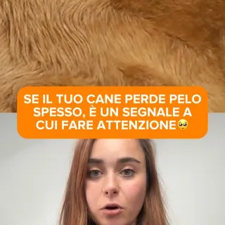 📌 SALVA IL VIDEO 📌

Il pelo del cane non cambia per caso 🐕
Quando diventa opaco o cade più del solito,
spesso il problema non è esterno.

È il corpo che segnala uno squilibrio interno.
E ignorarlo sig